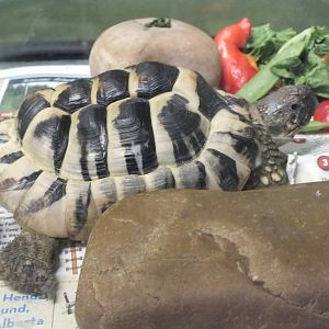 Discovery Wildlife Park-Hermann's Tortoise