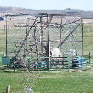 Discovery Wildlife Park-Raccoon Enclosure