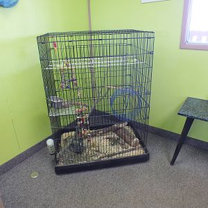 Discovery Wildlife Park-Chinchilla Cage