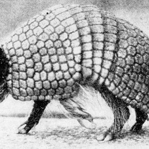 Brazilian Three-banded Armadillo