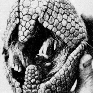 Brazilian Three-banded Armadillo