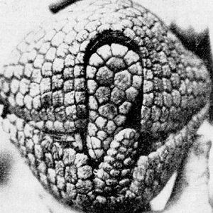 Brazilian Three-banded Armadillo