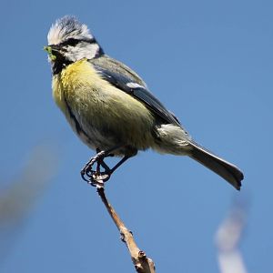 Blue tit