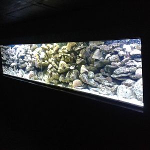 Saltwater aquarium