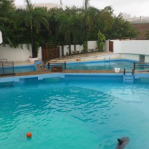 Dolphin and sealion enclosures