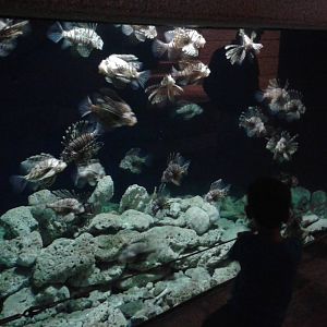 A second Lionfish aquarium