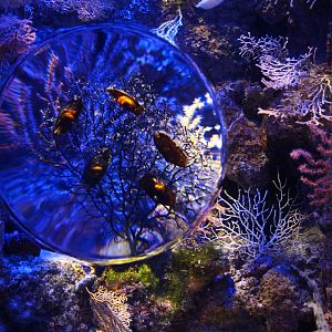 Magnifyng glass tank