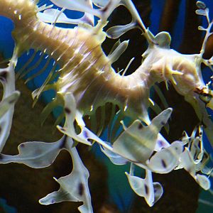 Leafy Sea Dragon