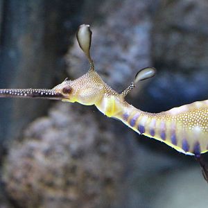 Weedy Sea Dragon