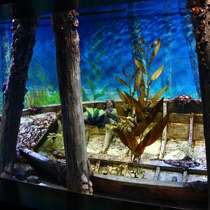 Sea Dragon exhibit