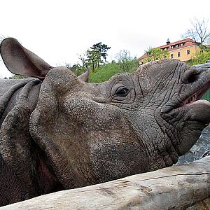 Baabuu at Zoo Pilsen, 15 April 2014