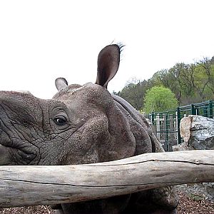 Baabuu at Zoo Pilsen, 15 April 2014