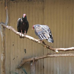 Turkey Vultures