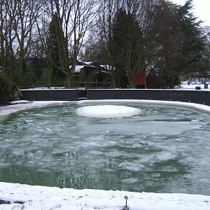 View of snow and ice covered South American Sealion exhibit