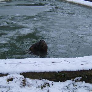 Bull South American Sealion