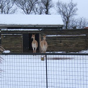 Vicuna in snow