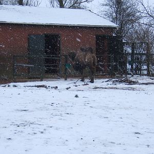 Bactrian Camel and House in snow