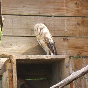 Furness Owl Centre (Now Closed)