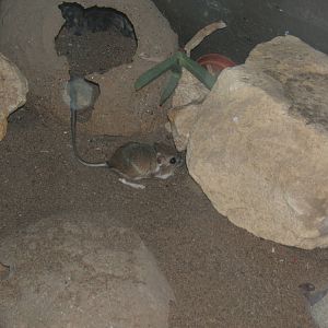 Merriam`s Kangaroo Rat