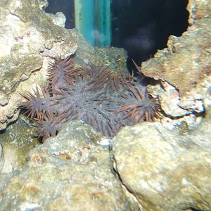 Crown of Thorn`s Starfish