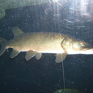 Pike