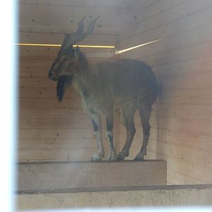 Markhor