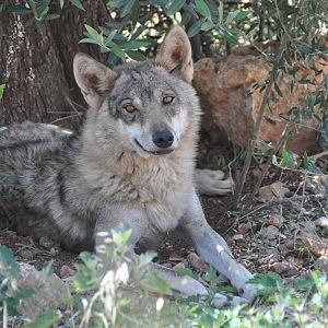 Indian wolf / Canis lupus pallipus