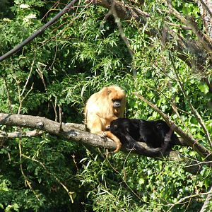 Howler Monkeys