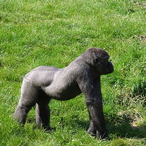 Western Lowland Gorilla