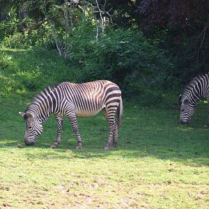 Mountain Zebra