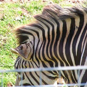 Mountain Zebra