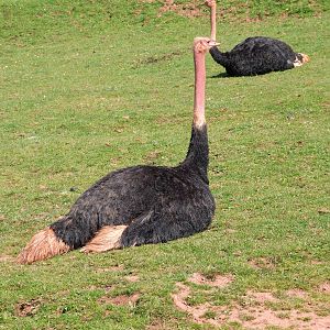 Red Neck Ostrich