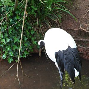 Red Crowned Crane