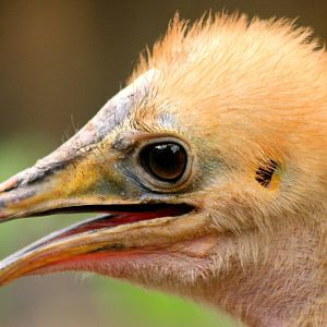 Young northern cassowary; RSCC; 17th May 2014