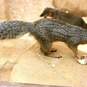 Narrow-striped mongoose; RSCC; 17th May 2014