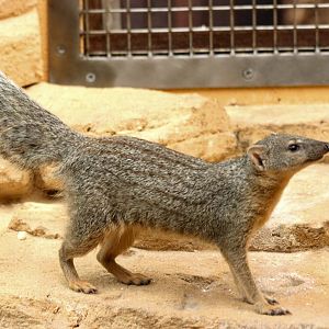 Narrow-striped mongoose; RSCC; 17th May 2014