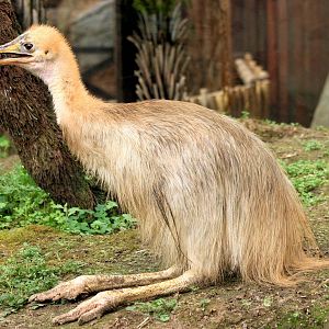 Young northern cassowary; RSCC; 17th May 2014
