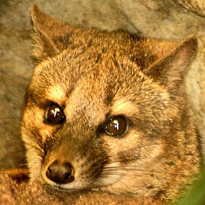 Fanaloka; RSCC; 17th May 2014