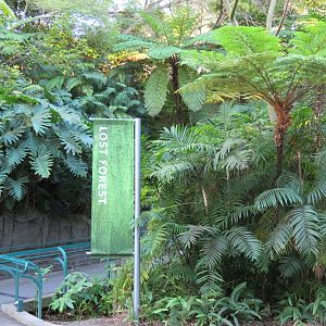 Lost Forest - Fern Canyon Trail