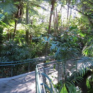 Lost Forest - Fern Canyon Trail
