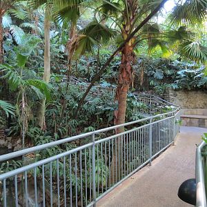 Lost Forest - Fern Canyon Trail