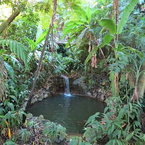 Lost Forest - Fern Canyon Trail