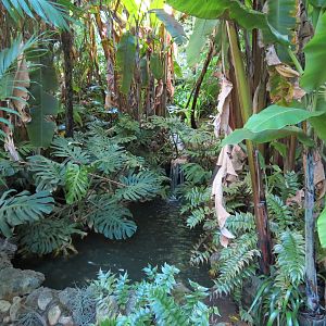 Lost Forest - Fern Canyon Trail