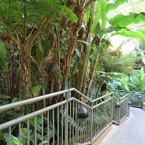 Lost Forest - Fern Canyon Trail