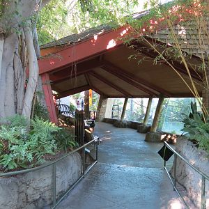 Lost Forest - Absolutely Apes - Colombian Brown Spider Monkey Exhibit