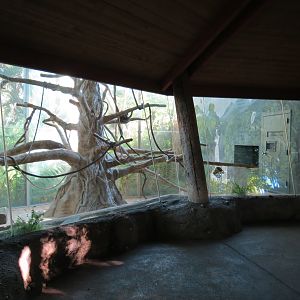 Lost Forest - Absolutely Apes - Colombian Brown Spider Monkey Exhibit