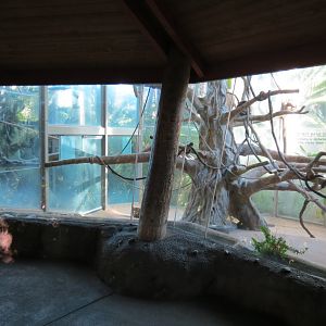 Lost Forest - Absolutely Apes - Colombian Brown Spider Monkey Exhibit