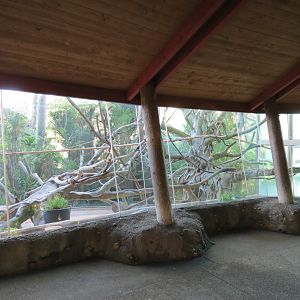 Lost Forest - Absolutely Apes - Colombian Brown Spider Monkey Exhibit