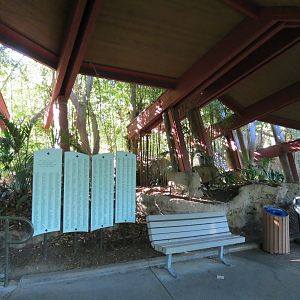 Lost Forest - Absolutely Apes - Colombian Brown Spider Monkey Exhibit