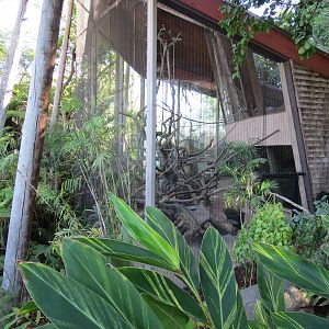 Lost Forest - Absolutely Apes - Colombian Brown Spider Monkey Exhibit